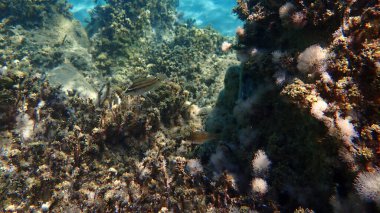 Doğu Atlantik tavus kuşu wrasse (Symphodus tinca) genç denizaltı, Ege Denizi, Yunanistan, Halkidiki