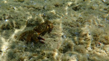 Sarı yengeç veya siğil yengeci (Erithe verrucosa) denizaltı, Ege Denizi, Yunanistan, Halkidiki