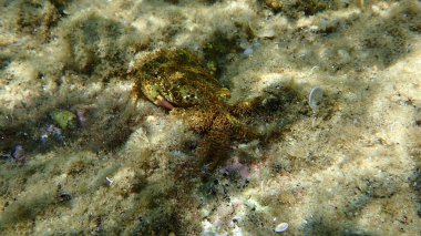 Sarı yengeç veya siğil yengeci (Erithe verrucosa) denizaltı, Ege Denizi, Yunanistan, Halkidiki