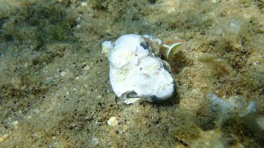 Deniz altı (Clibanarius erythropus), Ege Denizi, Yunanistan, Halkidiki, Akdeniz kayalık kıyı keşiş yengeci (Clibanarius erythropus) ile bantlı murex (Hexaplex trunculus) kabuğu