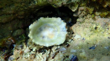 Akdeniz limpeti (Patella caerulea) deniz altı kabuğu, Ege Denizi, Yunanistan, Halkidiki