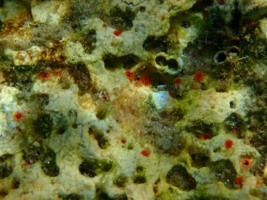 Turuncu-kırmızı sıkıcı sünger (Cliona carteri) yakın plan sualtı, Ege Denizi, Yunanistan, Halkidiki