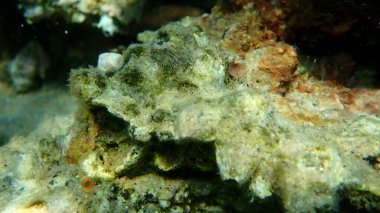 Delinmiş midye (Perforatus perforatus) denizaltı, Ege Denizi, Yunanistan, Halkidiki