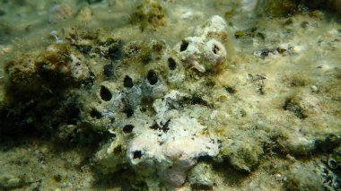 Delinmiş midye (Perforatus perforatus) denizaltı, Ege Denizi, Yunanistan, Halkidiki