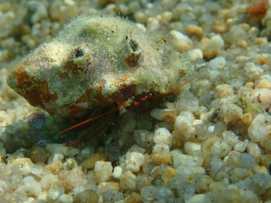 Trunculus murex (Hexaplex trunculus) deniz altı, Ege Denizi, Yunanistan, Halkidiki