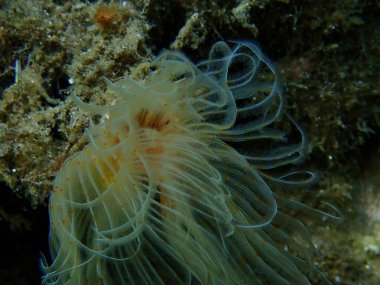 Polychaeta Pürüzsüz tüp solucanı veya kırmızı benekli at nalı (Protula tubularia) aşırı yakın çekim sualtı, Ege Denizi, Yunanistan, Halkidiki