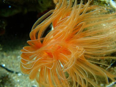 Polychaeta Pürüzsüz tüp solucanı veya kırmızı benekli at nalı (Protula tubularia) aşırı yakın çekim sualtı, Ege Denizi, Yunanistan, Halkidiki