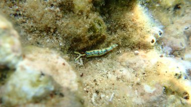 Sacoglossan deniz sümüklüböceği Splendid elysia veya Splendid velvet salyangoz (Thuridilla hope) deniz altı, Ege Denizi, Yunanistan, Halkidiki