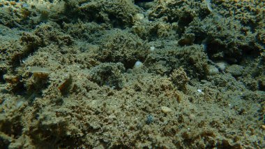 Denizaltı, Ege Denizi, Yunanistan, Halkidiki