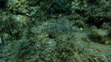 Denizaltı, Ege Denizi, Yunanistan, Halkidiki