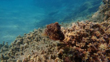 Denizaltı, Ege Denizi, Yunanistan, Halkidiki