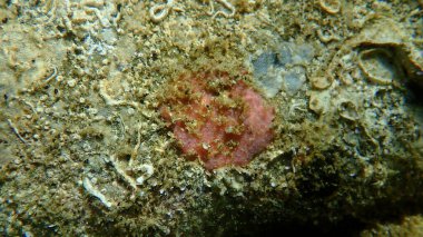 Kaplayan gül süngeri (Aplysilla rosea) deniz altı, Ege Denizi, Yunanistan, Halkidiki