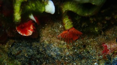 Calcareous tubeworm veya fan solucanı, tüp solucanı veya kırmızı tüp solucanı (Serpula vermicularis) deniz altı, Ege Denizi, Yunanistan, Halkidiki