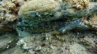 Mantar burgu ya da kuyumcu (Symphodus melops) denizaltı, Ege Denizi, Yunanistan, Halkidiki