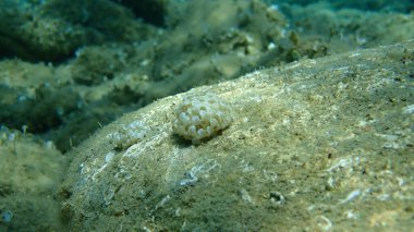 Deniz salyangozu bantlı boya-murex (Hexaplex trunculus) yumurtaları denizin altında, Ege Denizi, Yunanistan, Halkidiki