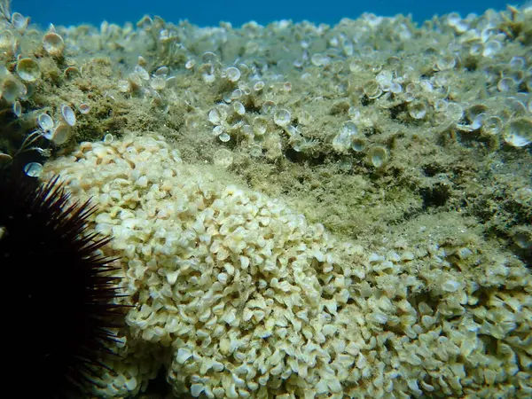 Sea snail banded dye-murex (Hexaplex trunculus) eggs undersea, Aegean Sea, Greece, Halkidiki