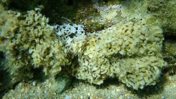 Sea snail banded dye-murex (Hexaplex trunculus) eggs undersea, Aegean Sea, Greece, Halkidiki