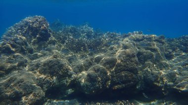Çarpıcı sualtı manzarası, Ege Denizi, Yunanistan, Halkidiki