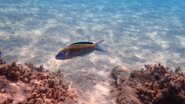 Süslü wrasse (Thalassoma pavo) denizaltı, Ege Denizi, Yunanistan, Halkidiki