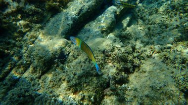 Süslü wrasse (Thalassoma pavo) denizaltı, Ege Denizi, Yunanistan, Halkidiki