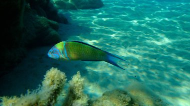 Süslü wrasse (Thalassoma pavo) denizaltı, Ege Denizi, Yunanistan, Halkidiki