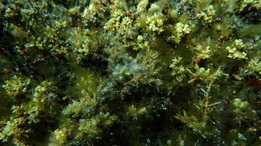 Deniz altı, Ege Denizi, Yunanistan, Halkidiki