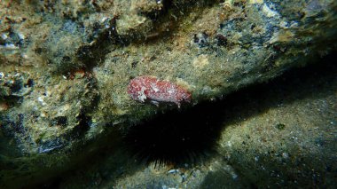 Deniz salyangozu kırmızısı çıplaklık ya da kırmızı kahverengi deri dori (Platydoris argo) deniz altı, Ege Denizi, Yunanistan, Halkidiki