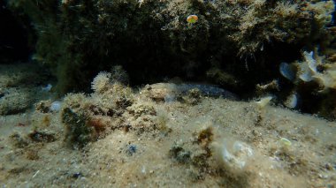 Bucchich 'in goby (Gobius bucchichi) sualtı, Ege Denizi, Yunanistan, Halkidiki