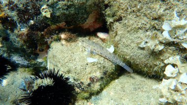 Bucchich 'in goby (Gobius bucchichi) sualtı, Ege Denizi, Yunanistan, Halkidiki