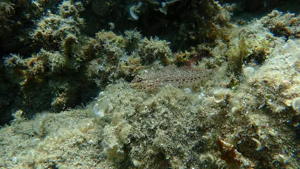 Bucchich 'in goby (Gobius bucchichi) sualtı, Ege Denizi, Yunanistan, Halkidiki