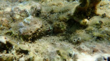 Sacoglossan deniz sümüklüböceği Splendid elysia veya Splendid velvet salyangoz (Thuridilla hope) deniz altı, Ege Denizi, Yunanistan, Halkidiki