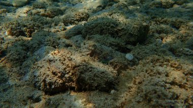 Denizaltı, Ege Denizi, Yunanistan, Halkidiki