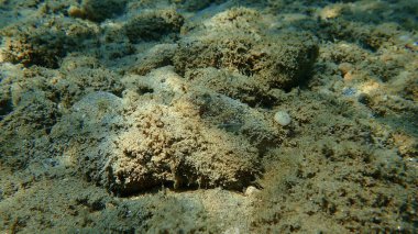 Denizaltı, Ege Denizi, Yunanistan, Halkidiki