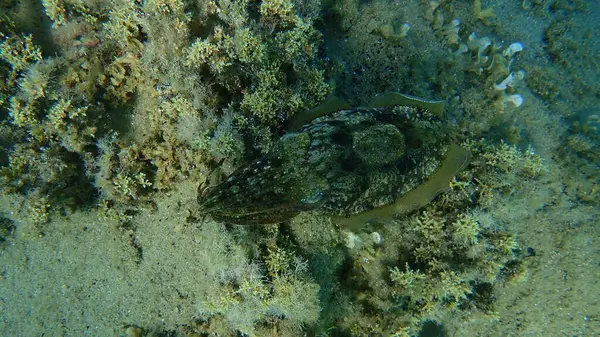 stock image Common cuttlefish or European common cuttlefish (Sepia officinalis) undersea, Aegean Sea, Greece, Halkidiki