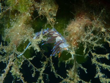 Deniz sümüklü böceği hacı Hervia (Cratena peregrina) aşırı yakın çekim sualtı, Ege Denizi, Yunanistan, Halkidiki