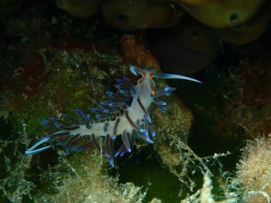Deniz sümüklü böceği hacı Hervia (Cratena peregrina) aşırı yakın çekim sualtı, Ege Denizi, Yunanistan, Halkidiki