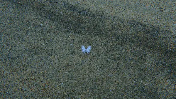 Deniz tabanı, Ege Denizi, Yunanistan, Halkidiki, Donax venustus