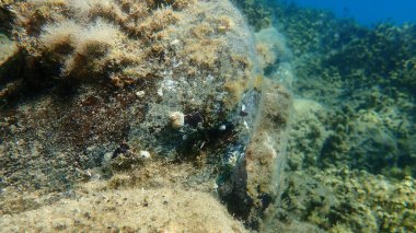 Tubeworm polychaete veya bristleworm, spiral tüp solucanları (Janua heterostropha) denizaltı, Ege Denizi, Yunanistan, Halkidiki