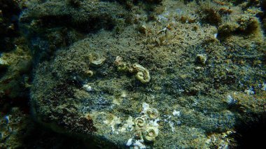 Tubeworm polychaete veya bristleworm, spiral tüp solucanları (Janua heterostropha) ve dev solucan salyangozu (Thylacode arenarius) deniz altı, Ege Denizi, Yunanistan, Halkidiki