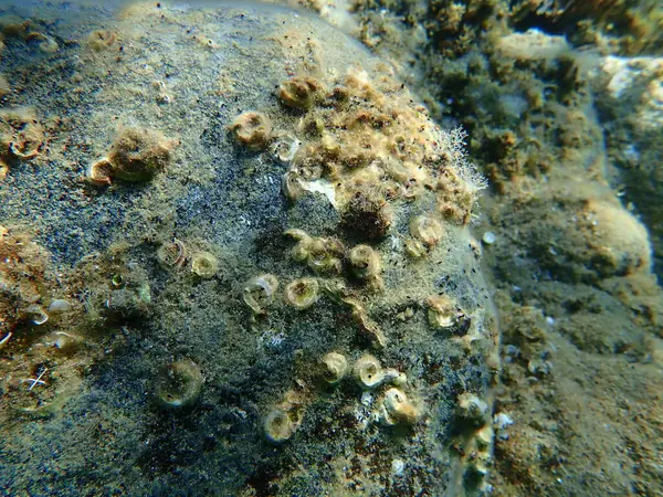 Tubeworm polychaete veya bristleworm, spiral tüp solucanları (Janua heterostropha) denizaltı, Ege Denizi, Yunanistan, Halkidiki