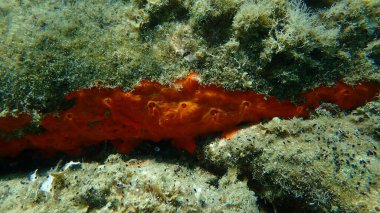 Kırmızı kabuklu sünger veya portakal kırmızısı kaplama süngeri (Crambe crambe crambe) deniz altı, Ege Denizi, Yunanistan, Halkidiki