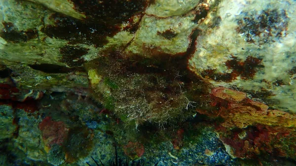 Bivalve mollusc jewel box (Chama sp.) undersea, Aegean Sea, Greece, Halkidiki