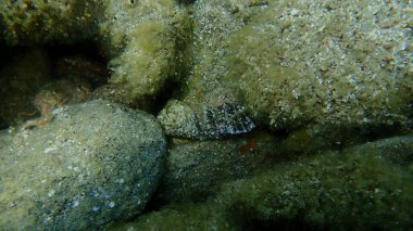 Akdeniz kayalık kıyı keşiş yengeci (Clibanarius erythropus), Ege Denizi, Yunanistan, Halkidiki