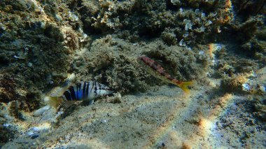 Boyanmış komando (Serranus scriba) ve çizgili kırmızı aslan yelesi (Mullus surmuletus) deniz altı, Ege Denizi, Yunanistan, Halkidiki