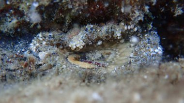 Deniz kestanesi dikenli su şakayığı (Cereus pedunculatus) yakın plan sualtı, Ege Denizi, Yunanistan, Halkidiki