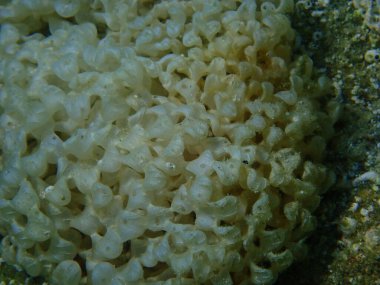 Deniz salyangozu bantlı boya-murex (Hexaplex trunculus) yumurtaları deniz altı, Ege Denizi, Yunanistan, Halkidiki