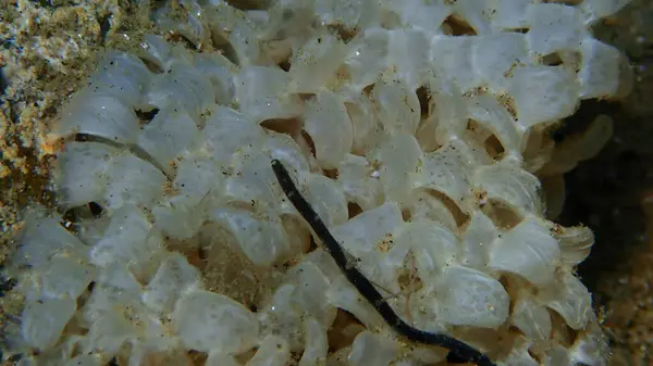 Морские Улитки Красителем Мурексом Hexaplex Trunculus Яйца Крупным Планом Водой — стоковое фото