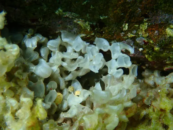 Sea snail banded dye-murex (Hexaplex trunculus) eggs close-up undersea, Aegean Sea, Greece, Halkidiki