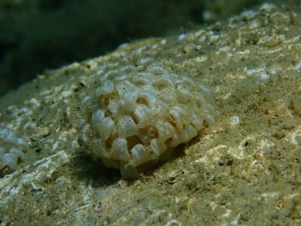 Sea snail banded dye-murex (Hexaplex trunculus) eggs close-up undersea, Aegean Sea, Greece, Halkidiki