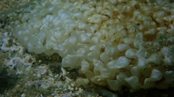Meeresschnecke Gebänderte Farbstoff Murex Hexaplex Trunculus Eier Nahaufnahme Unterwasser Ägäis — Stockfoto